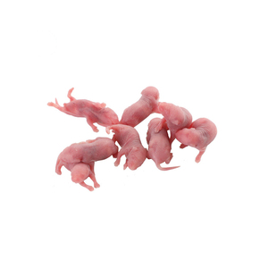 Souris entières lyophilisées, proie naturelle pour reptiles, oiseaux, animaux carnivores, animaux de compagnie, zoos - Product Image 1