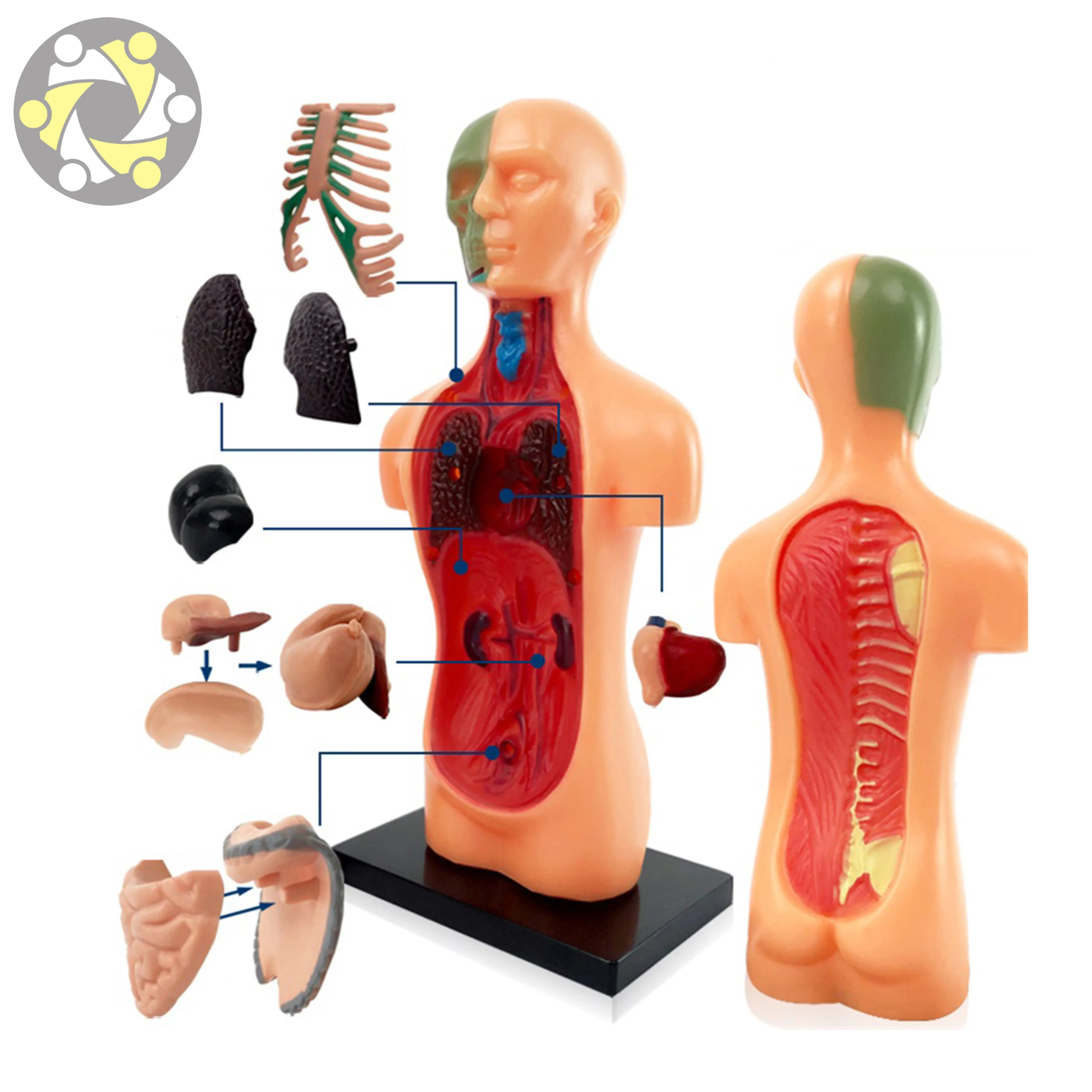 Modelo de montagem do corpo humano educação científica, brinquedo
