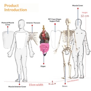 Modèle d'anatomie humaine Maxcare MAC-CH01, <span class=keywords><strong>squelette</strong></span>, structure des organes, assemblage, aide pédagogique médicale, éducation des enfants - Product Image 3