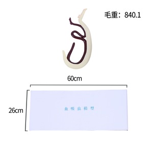 Modello Xuequan M-064 di Emasugatore per l'Insegnamento dell'Anatomia Biologica, Risorse per Esperimenti Educativi - Product Image 6