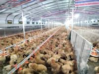 Conception et installation de bâtiments en structure métallique pour 10 000 poules pondeuses