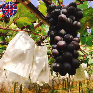 Fruta fresca cubierta de uva creciente bolsa de papel para hacer la fruta mejor buscando