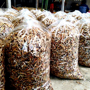 Exportation mondiale : Anchois séchés du Vietnam / Qualité supérieure du Vietnam Hazel - Product Image 5