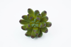 Artificial plantas suculentas de una sola pieza de alta calidad de plástico <span class=keywords><strong>planta</strong></span> real touch plantas hermosa de <span class=keywords><strong>planta</strong></span> - Product Image 3