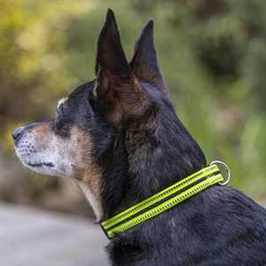 Vibrant Life Collier réfléchissant réglable pour chien, jaune néon et noir, petit - Product Image 2