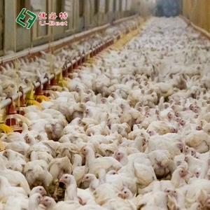 Conception de ferme avicole <span class=keywords><strong>à</strong></span> bas prix Abri d'équipement pour poulets de chair Mangeoire automatique pour poulet - Product Image 6