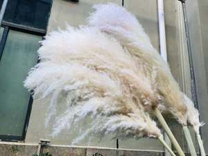 Miglior popolare grande erba artificiale di pampa naturale soffice fiore secco per la decorazione di nozze e di <span class=keywords><strong>laurea</strong></span> - Product Image 3