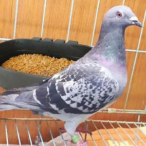 YYC - Bebedero Redondo de Plástico <span class=keywords><strong>para</strong></span> Pollitos, Palomas, <span class=keywords><strong>Gallos</strong></span>, Aves, Codornices y Aves de Corral - Product Image 6
