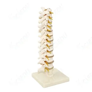 Medical Science Anatomical Model Spine Lumbar Spine Human Body Skeleton Model Anatomy Spine Model