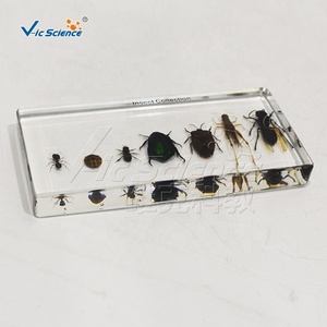 Insecto en Resina, Espécimen de Colección de Insectos, Pisapapeles, Araña Preservada - Product Image 6