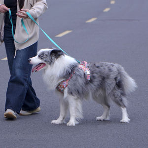 <span class=keywords><strong>Harness</strong></span> kucing motif bunga kecil, <span class=keywords><strong>Harness</strong></span> anjing keamanan timbal depan - Product Image 6