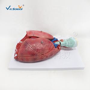 Système respiratoire 7 composants Modèles scientifiques Modèle d'organe d'anatomie humaine - Product Image 6
