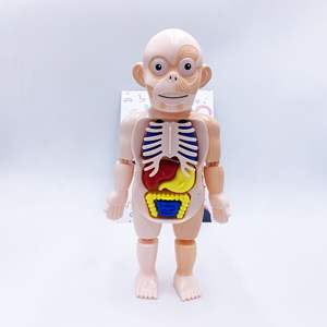 Modè<span class=keywords><strong>le</strong></span> du <span class=keywords><strong>corps</strong></span> <span class=keywords><strong>humain</strong></span> pour enfants, kit scientifique, projets de biologie pour enfants, jouets, kit scientifique du <span class=keywords><strong>corps</strong></span> <span class=keywords><strong>humain</strong></span>, jeux d'assemblage pour enfants - Product Image 4