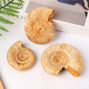 Gros fossile brut naturel grand enseignement ornements spécimens <span class=keywords><strong>Pavlov</strong></span> ammonite conque minerai de conque blanc fossile marin - Product Image 1