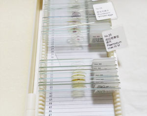 개별 슬라이드 <span class=keywords><strong>Ascaris</strong></span> lumbricoides 계란 기생충 준비 슬라이드 - Product Image 2