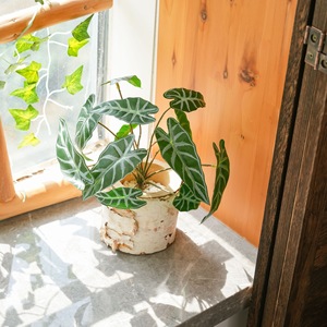 CallaFloral Plante Artificielle Miniature Alocasia en PVC Tissu Brillant, Lot Multi-pièces, Décoration de Mariage, Décoration d'Intérieur - Product Image 2