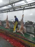 Machine professionnelle d'abattage de moutons, équipement d'abattage de chèvres pour abattoir halal, machinerie d'abattoir de bovins