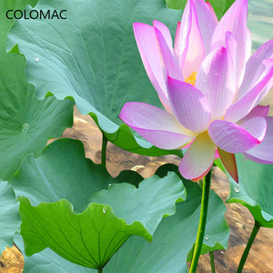 Carta da Parati Personalizzata con Foto 3D Stereoscopica di Paesaggio con Cascata per Soggiorno, Sfondo per Divano e TV, Adesiva e Rimovibile - Product Image 5