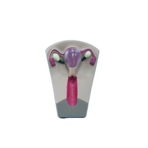 Modelo de enseñanza de la contracepción del útero femenino de PVC para la formación de Ciencias Médicas en las escuelas, modelo de enseñanza de la contracepción - Product Image 1