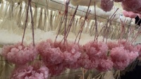Hydrangea alami disiapkan burgundy hydrangea asli diawetkan bayi segar merah muda kualitas tinggi hydrangeas untuk acara pernikahan dekorasi