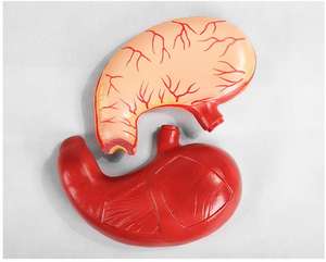 Modelo Anatómico <span class=keywords><strong>de</strong></span> Estómago Humano <span class=keywords><strong>de</strong></span> PVC <span class=keywords><strong>de</strong></span> Calidad Superior, Tamaño Natural, Instrumentos <span class=keywords><strong>de</strong></span> Enseñanza, Modelo <span class=keywords><strong>de</strong></span> Estómago para la Enseñanza - Product Image 5