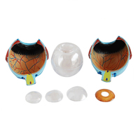 Modelo de Anatomía Médica, Modelo de Ojo Humano de Simulación de Plástico para la Enseñanza de Oftalmología