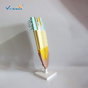 Matériel pédagogique : Modèles de plantes pour l'enseignement de la biologie au collège ; Modèle de section longitudinale de racine de maïs. - Product Image 1