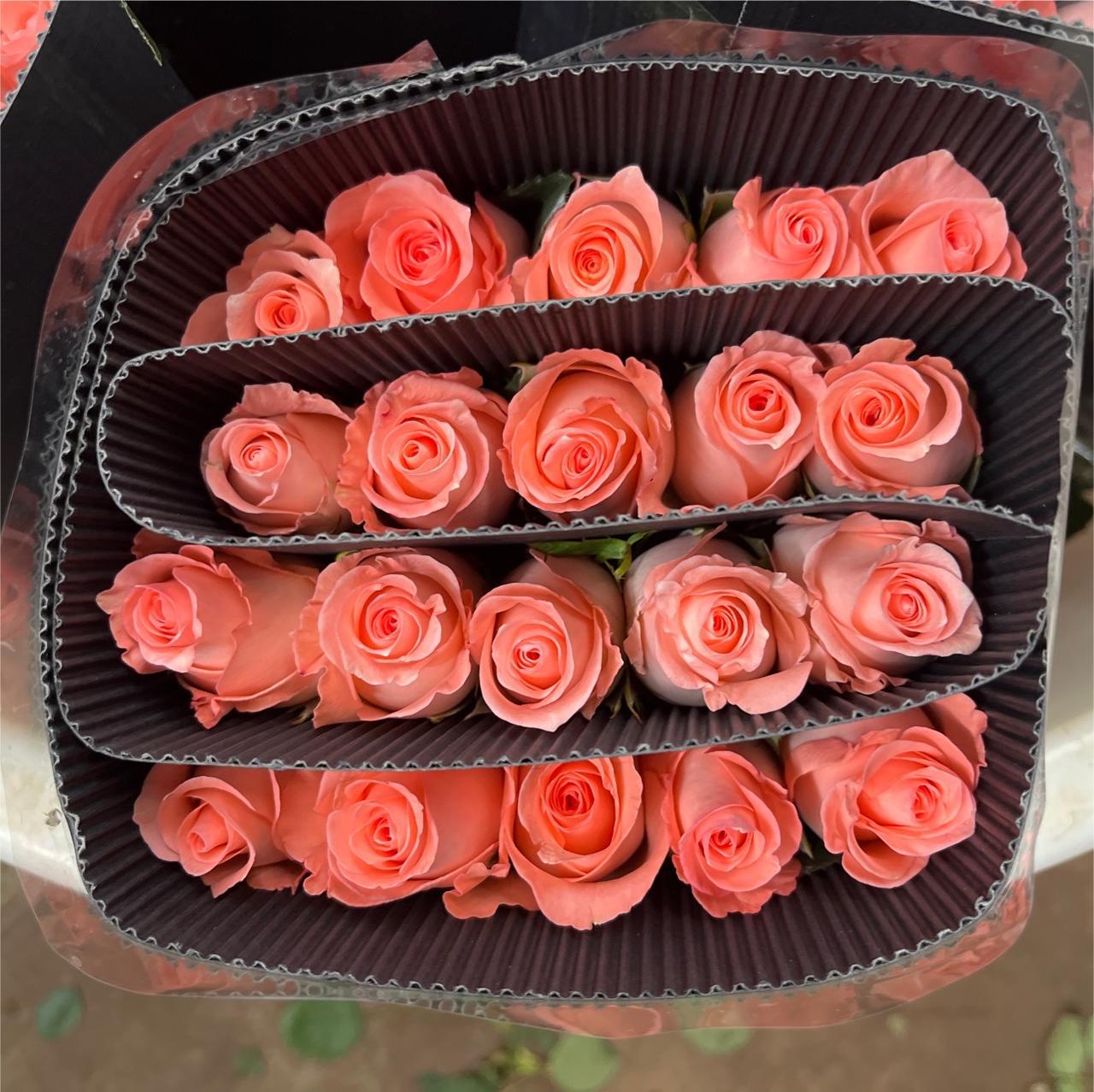 Diana rosa 1 corbata 20 palos
