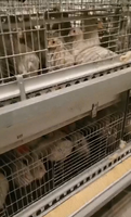 Vente directe usine : Nouveau système d'élevage automatique de type H, cages en batterie pour poulets pondeuses, galvanisées à chaud