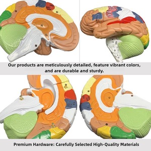 2X scienza medica di ingrandimento del cervello umano modello di anatomia partizionata a colori con 4 parti divise - Product Image 4