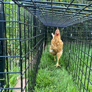 8 'x 8' vườn chunnel bên ngoài chu vi dây kèm theo con đường cho gà Gà hầm, Coop, và chạy thiết lập xung quanh khu vườn - Product Image 3