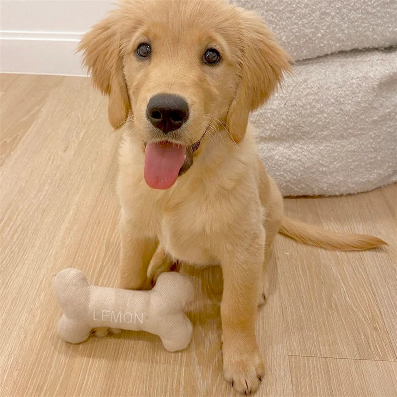Durable Bone Dog Toy Pet Bite