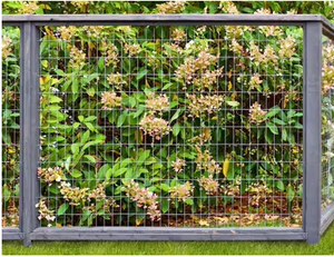 Treillis en fil soudé pour plantes grimpantes, support de jardin et utilisation en vignoble, conception durable - Product Image 4