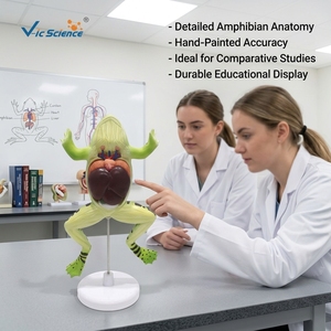 Modelo de disección de rana ampliado, modelo anatómico de órganos internos de anfibios, <span class=keywords><strong>para</strong></span> enseñanza en laboratorios de biología, con certificación CE/ISO/ROHS/CNAS - Product Image 1