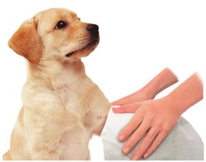 ผ้าขนหนูทำความสะอาดสัตว์เลี้ยงแบบมืออาชีพแชมพูสำหรับสัตว์เลี้ยง