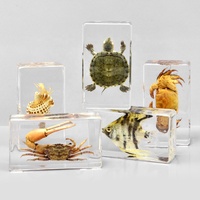 Presse-papiers Lucite acrylique de haute qualité avec taxidermie de vraie tortue artisanat en résine écologique pour aquariums souvenirs