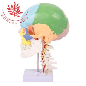 Modèle de crâne Crâne grandeur nature avec décoration de couleur de colonne vertébrale de <span class=keywords><strong>cou</strong></span> Modèle de <span class=keywords><strong>squelette</strong></span> d'anatomie médicale 3d - Product Image 2
