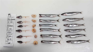 <span class=keywords><strong>Poisson</strong></span> capelin congelé - Product Image 3