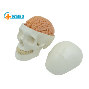 نموذج جمجمة الإنسان مع عرض طبي للمخ لجمجمة الإنسان مع 8 أجزاء من الدماغ ونموذج العمود الفقري العنقي - Product Image 1