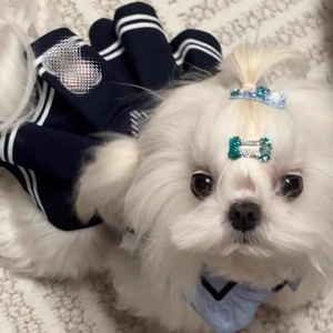 Falda JK para perros pequeños, Maltese, Bichon Frise, Teddy, Pomeranian, Schnauzer, trajes de otoño e invierno, ropa cómoda para las cuatro estaciones - Product Image 1