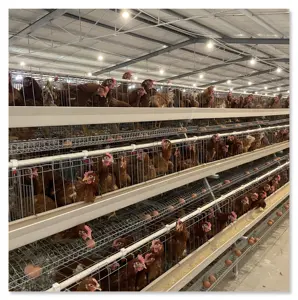 Tout nouveau automatique poulets éleveurs cage poulet bettery cages utilisé poules pondeuses pour la vente en gros