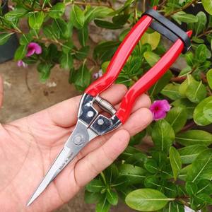 กรรไกรตัดกิ่งฮิไซจิโร่ ใบมีดสแตนเลส 1.5 มม. ด้ามจับสีแดง โครงสร้างแบบผีเสื้อ ใช้สำหรับตัดแต่งสวน ต้นไม้ผลไม้ - Product Image 1