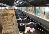 Hangar préfabriqué à faible coût pour bétail/structures de ferme laitière/grange bâtiment de hangar de ferme porcine