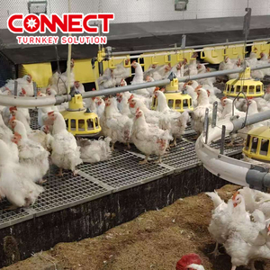대규모 자동 가금류 농장 축산 바닥 라인 피더 새로운 육종가 닭 사육 기계 가금류 농장 시스템 - Product Image 1