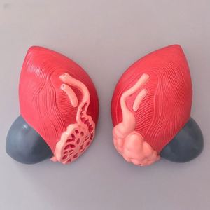 Modèle de vessie humaine KyrenMed avec modèle anatomique de la prostate 2 parties élargissement 3X - Product Image 5