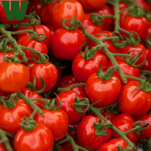 Serre de plantation de graines de soja <span class=keywords><strong>tomate</strong></span> - Product Image 2
