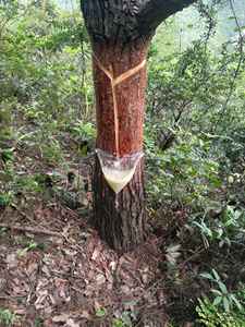 Suministro de colofonia de goma WW grado 100% pureza Natural transparente amarillo claro adhesivos industriales alta calidad buen precio de Vietnam - Product Image 6