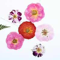 Rose naturelle pressée pour herbarium, fleurs pressées pour peinture, accessoires photo, décoration intérieure