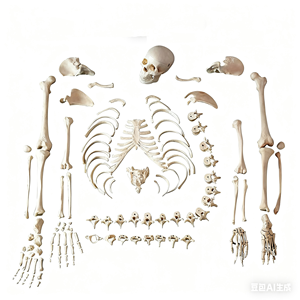 Modelo <span class=keywords><strong>de</strong></span> Anatomía <span class=keywords><strong>de</strong></span> esqueleto desarticulado <span class=keywords><strong>de</strong></span> tamaño real - Product Image 2