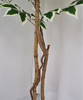 2024 Vente chaude et arbre Ficus artificiel de haute qualité de 150cm pour la décoration de la maison ou de l'intérieur avec un vrai tronc